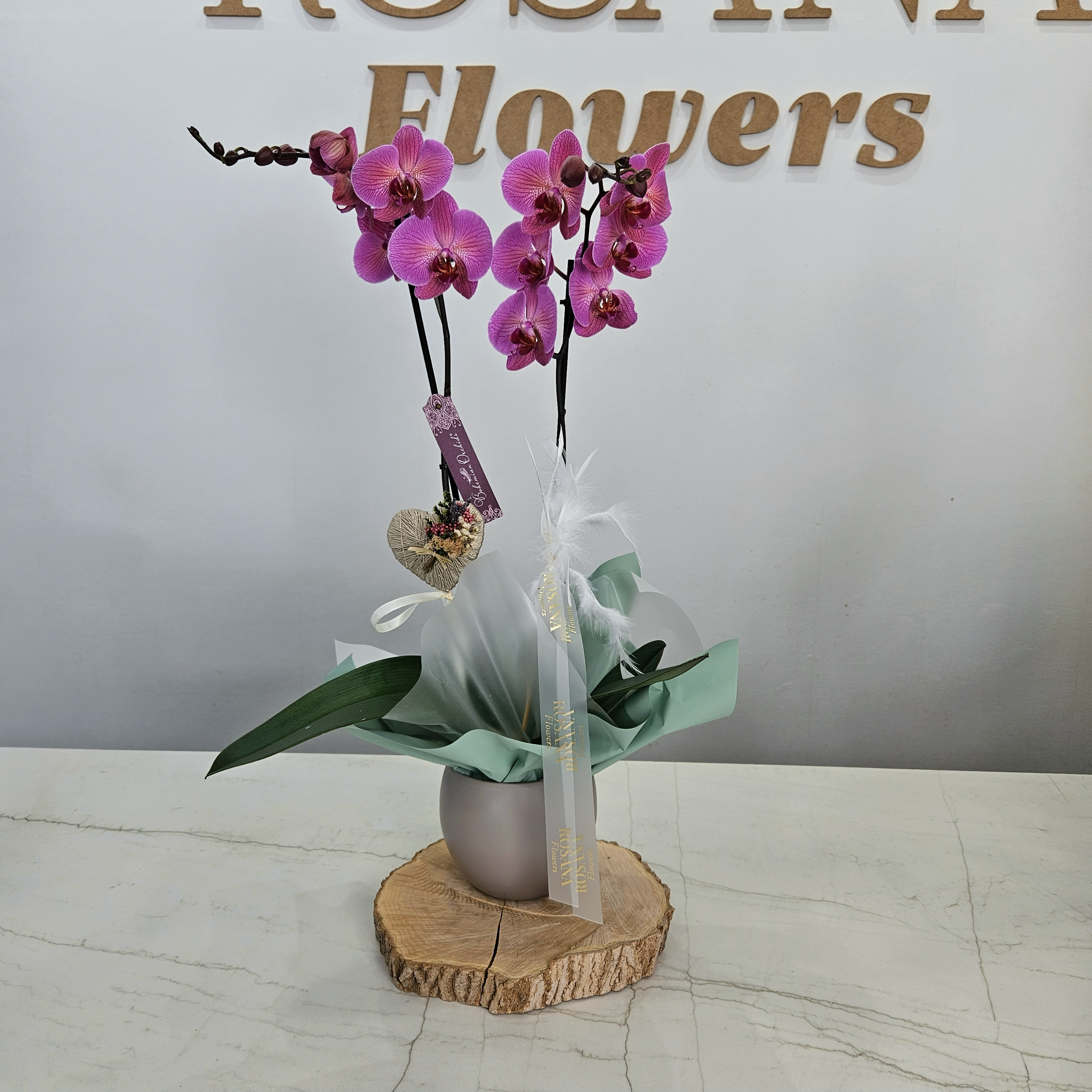 Orquídea Phalaenopsis natural con maceta decorativa