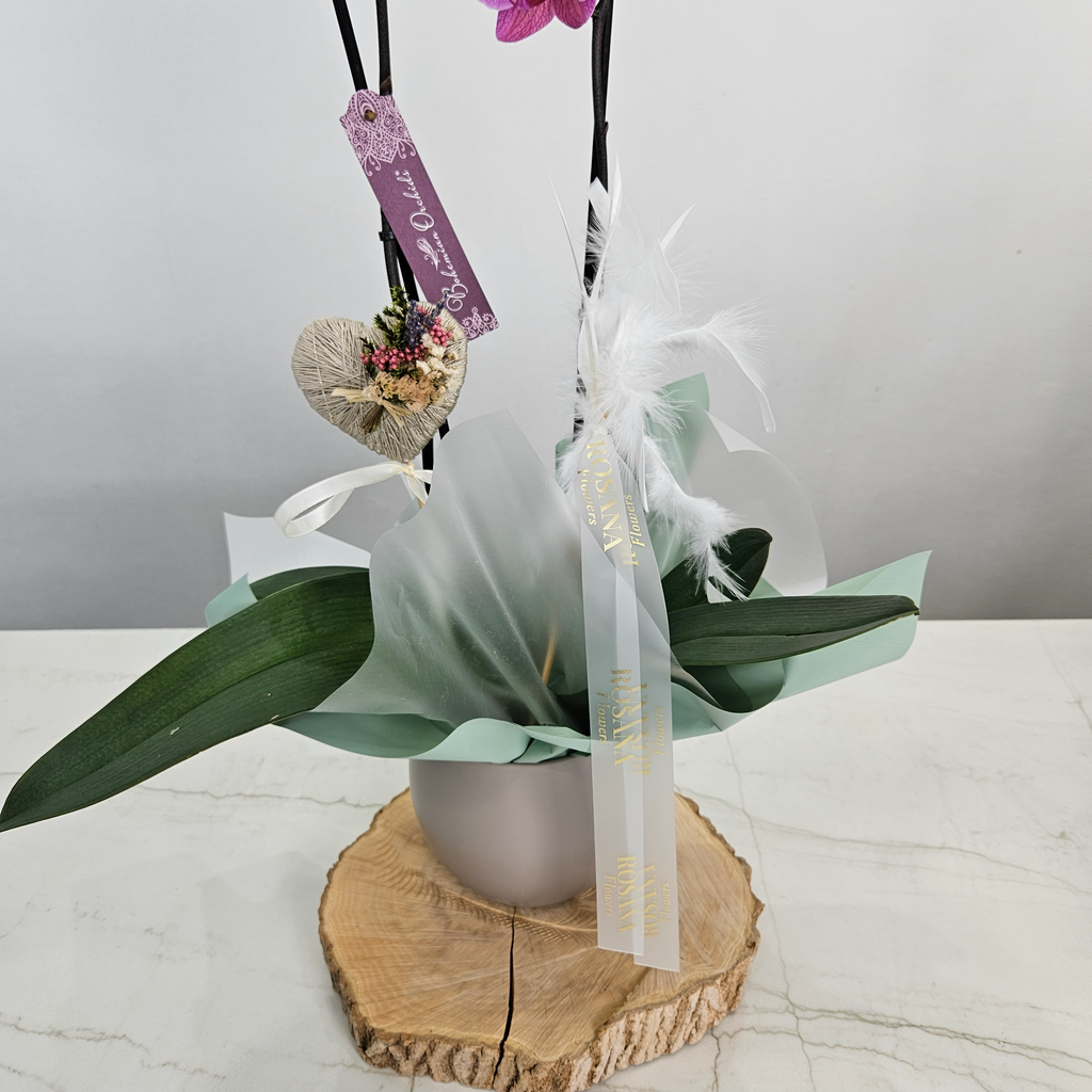 Orquídea Phalaenopsis natural con maceta decorativa