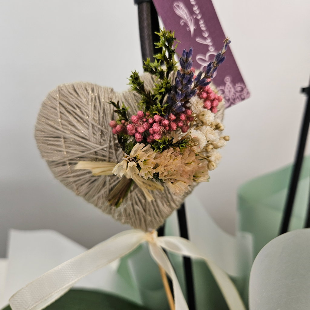 Orquídea Phalaenopsis natural con maceta decorativa