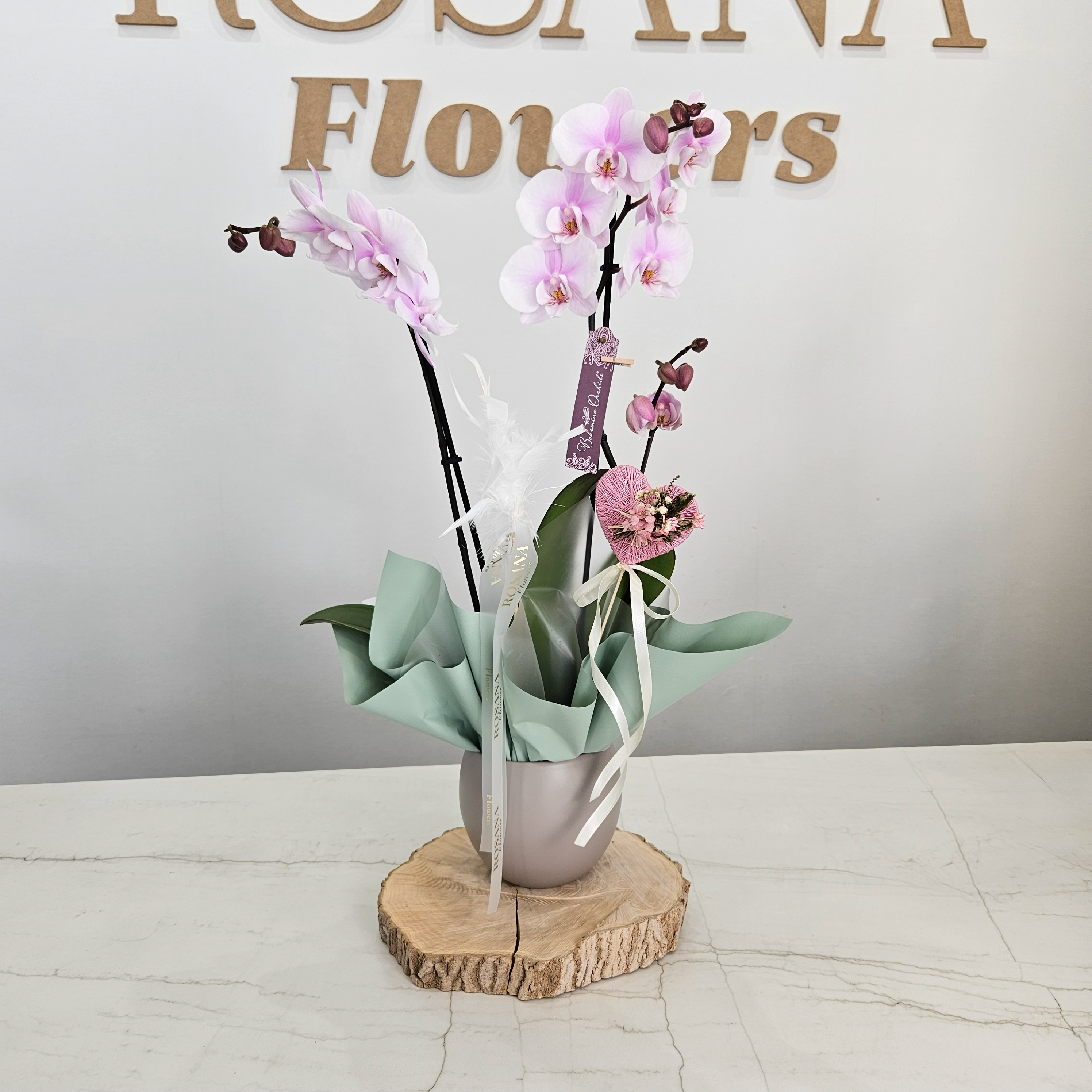 Orquídea Phalaenopsis natural con maceta decorativa