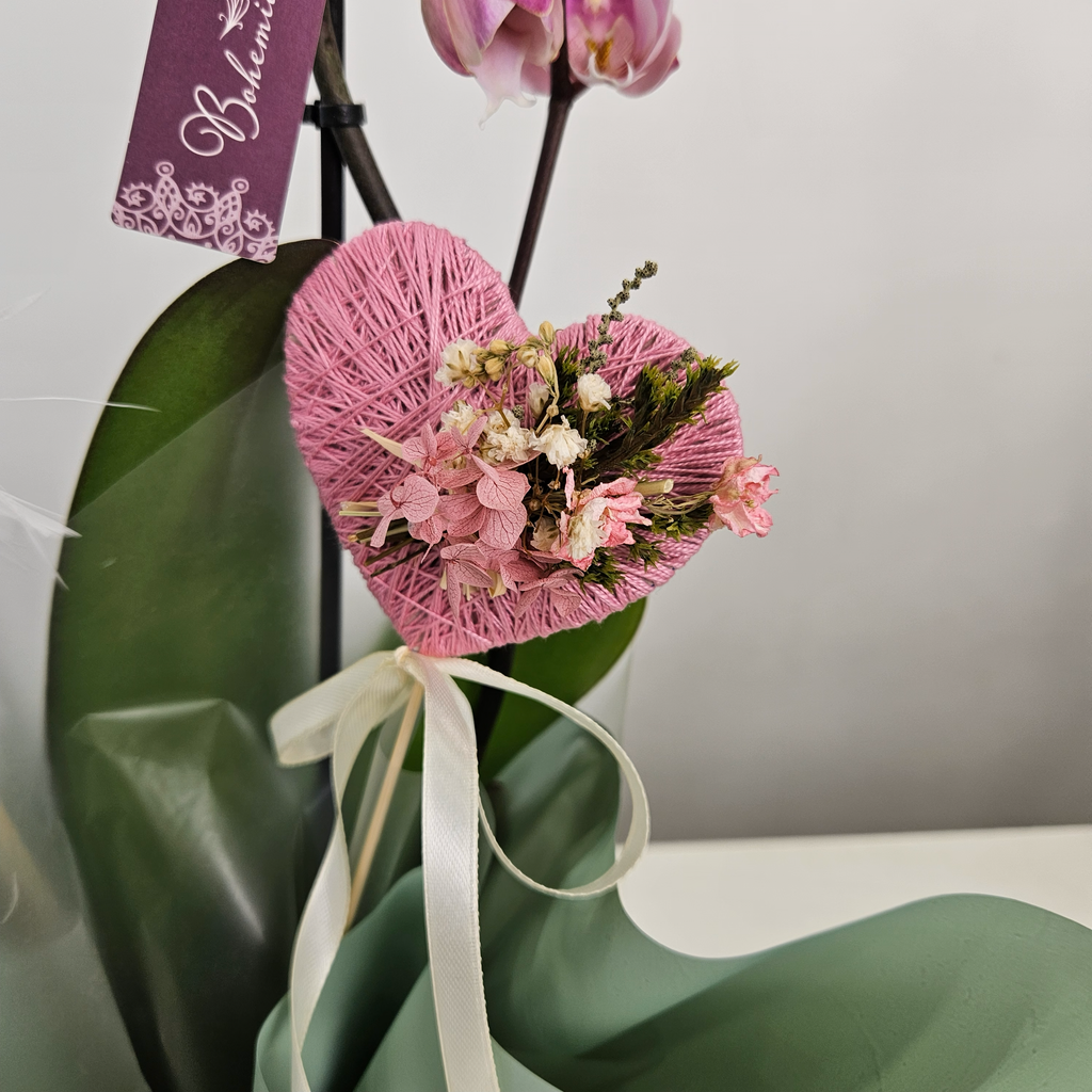 Orquídea Phalaenopsis natural con maceta decorativa