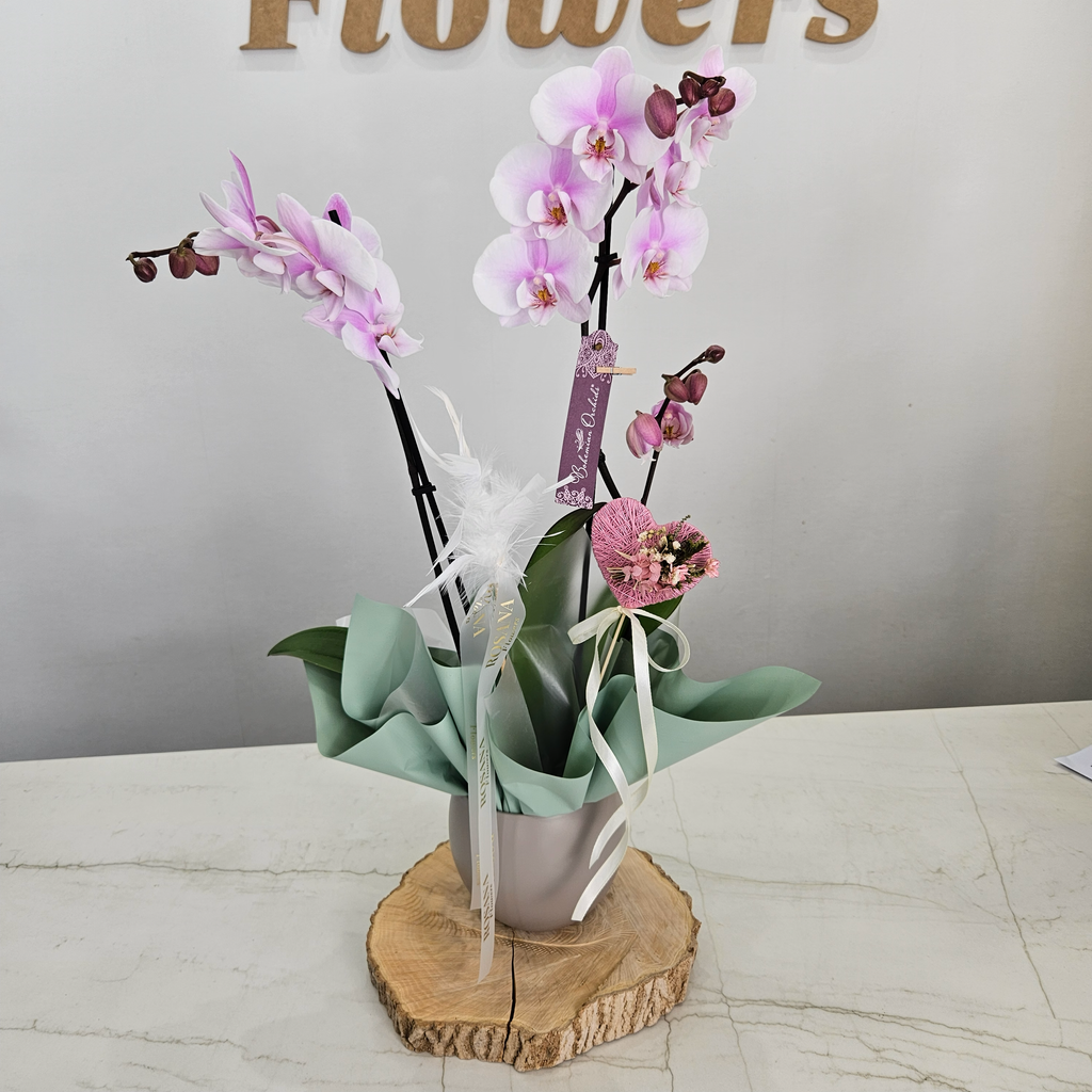 Orquídea Phalaenopsis natural con maceta decorativa